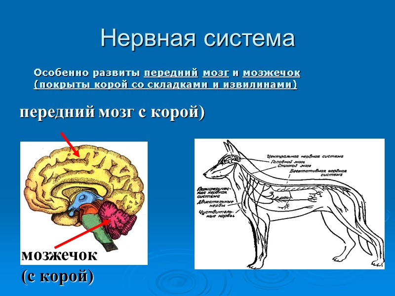 Нервная система Особенно развиты передний мозг и мозжечок (покрыты корой со складками и извилинами)